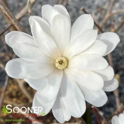 ROYAL STAR MAGNOLIA -Plant Urea Sales DETA2 687