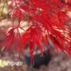 TAMUKEYAMA WEEPING JAPANESE MAPLE