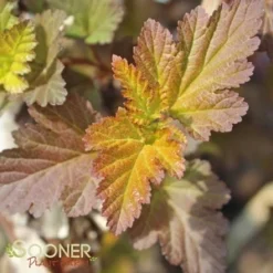 CENTER GLOW™ NINEBARK -Plant Urea Sales DETA2 696