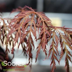 RED SELECT WEEPING JAPANESE MAPLE -Plant Urea Sales DETA2 728