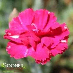 FROSTY FIRE DIANTHUS -Plant Urea Sales DETA2 732
