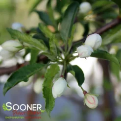 GOLDEN RAINDROPS® CRABAPPLE -Plant Urea Sales DETA3 1028
