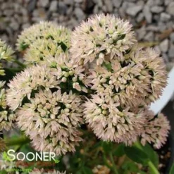 AUTUMN JOY SEDUM -Plant Urea Sales DETA3 1171