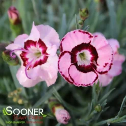 RASPBERRY SWIRL DIANTHUS -Plant Urea Sales DETA3 1178
