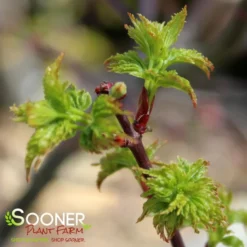 LION'S HEAD UPRIGHT JAPANESE MAPLE -Plant Urea Sales DETA3 1199