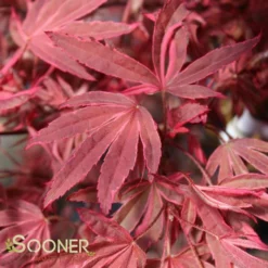 SHIRAZZ UPRIGHT JAPANESE MAPLE -Plant Urea Sales DETA3 1225
