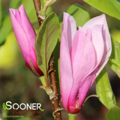 SAUCER MAGNOLIA -Plant Urea Sales DETA3 1304