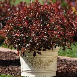 FIREBALL RED™ PHOTINIA 7 FIREBALL RED™ PHOTINIA -Plant Urea Sales DETA3 1341