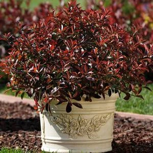 FIREBALL RED™ PHOTINIA 4 FIREBALL RED™ PHOTINIA - Image 4