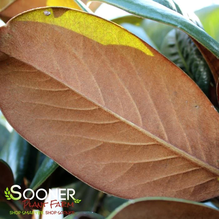 TEDDY BEAR® MAGNOLIA 2 TEDDY BEAR® MAGNOLIA - Image 2