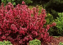 WINE & ROSES® WEIGELA -Plant Urea Sales DETA3 150