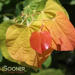 THE RISING SUN™ REDBUD 10 THE RISING SUN™ REDBUD -Plant Urea Sales DETA3 1530