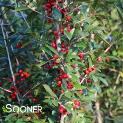 WARREN'S RED POSSUMHAW HOLLY -Plant Urea Sales DETA3 1598