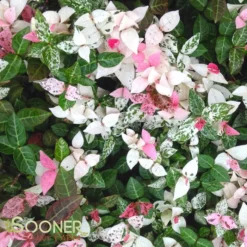 SNOW N SUMMER™ ASIATIC JASMINE -Plant Urea Sales DETA3 1620