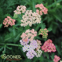 SUMMER PASTELS YARROW -Plant Urea Sales DETA3 1720