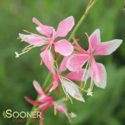 SISKIYOU PINK WAND FLOWER -Plant Urea Sales DETA3 1762