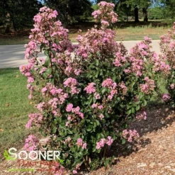 RHAPSODY IN PINK® CRAPEMYRTLE -Plant Urea Sales DETA3 179