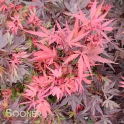 SHAINA DWARF UPRIGHT JAPANESE MAPLE -Plant Urea Sales DETA3 1874