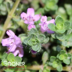 PINK CHINTZ CREEPING THYME -Plant Urea Sales DETA3 1937