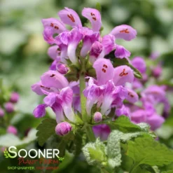 ORCHID FROST SPOTTED DEADNETTLE -Plant Urea Sales DETA3 2047