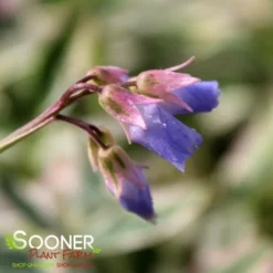 TOUCH OF CLASS JACOB'S LADDER 5 TOUCH OF CLASS JACOB'S LADDER -Plant Urea Sales DETA3 2050