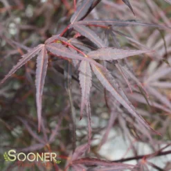 HUBB'S RED WILLOW UPRIGHT JAPANESE MAPLE -Plant Urea Sales DETA3 2089