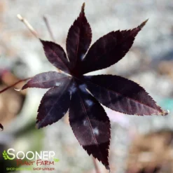 New Release 17 EMPEROR I UPRIGHT JAPANESE MAPLE