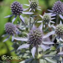 BLUE HOBBIT SEA HOLLY -Plant Urea Sales DETA3 2113