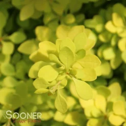 SUNJOY® CITRUS BARBERRY -Plant Urea Sales DETA3 2460