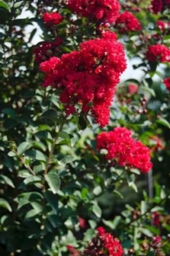 PRINCESS HOLLY ANN™ CRAPEMYRTLE -Plant Urea Sales DETA3 2535