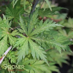 ARIADNE UPRIGHT JAPANESE MAPLE -Plant Urea Sales DETA3 2564