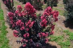 MIDNIGHT MAGIC™ CRAPEMYRTLE -Plant Urea Sales DETA3 2671
