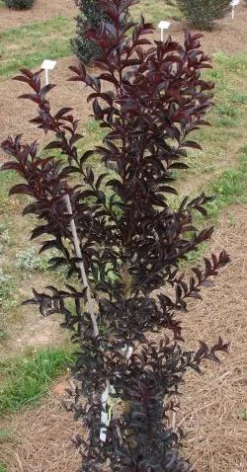 MOONLIGHT MAGIC™ CRAPEMYRTLE -Plant Urea Sales DETA3 2672