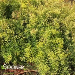 GOLD THREAD™ SPIRAEA -Plant Urea Sales DETA3 2719