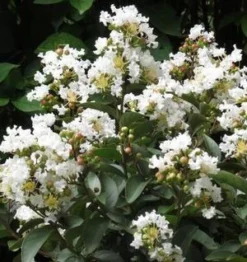 ENDURING SUMMER™ WHITE CRAPEMYRTLE 7 ENDURING SUMMER™ WHITE CRAPEMYRTLE -Plant Urea Sales DETA3 2826
