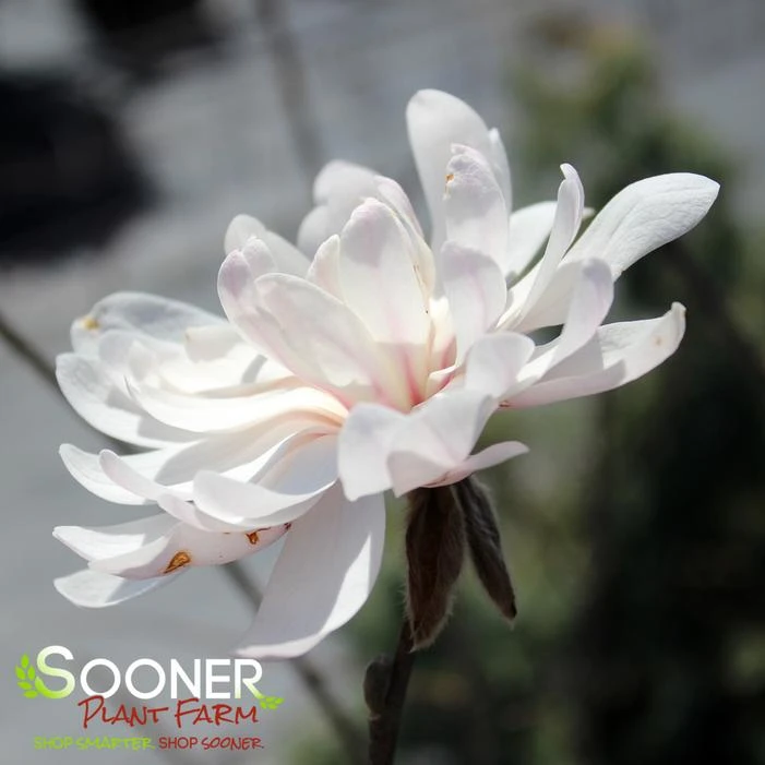 CENTENNIAL BLUSH™ STAR MAGNOLIA 1 CENTENNIAL BLUSH™ STAR MAGNOLIA