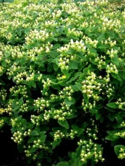 WHITE ST. JOHN'S WORT -Plant Urea Sales DETA3 2887