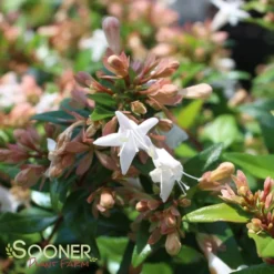 ETERNAL SUNSHINE™ ABELIA -Plant Urea Sales DETA3 2895