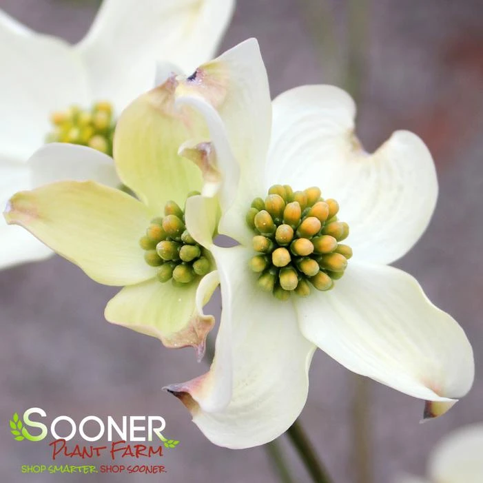 JEAN'S APPALACHIAN SNOW DOGWOOD 2 JEAN'S APPALACHIAN SNOW DOGWOOD - Image 2