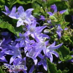 BLUE WATERFALL BELLFLOWER -Plant Urea Sales DETA3 303