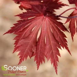 GLORIA UPRIGHT JAPANESE MAPLE -Plant Urea Sales DETA3 3096