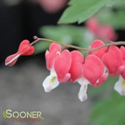 VALENTINE BLEEDING HEART -Plant Urea Sales DETA3 3126