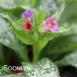 SILVER BOUQUET LUNGWORT -Plant Urea Sales DETA3 3138