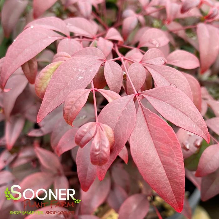 OBSESSION™ NANDINA 1 OBSESSION™ NANDINA
