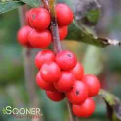 LITTLE GOBLIN® ORANGE WINTERBERRY HOLLY -Plant Urea Sales DETA3 3356