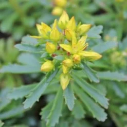 WEIHENSTEPHANER GOLD SEDUM -Plant Urea Sales DETA3 344
