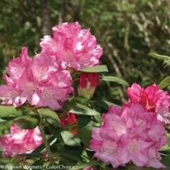 DANDY MAN® PINK RHODODENDRON -Plant Urea Sales DETA3 3446