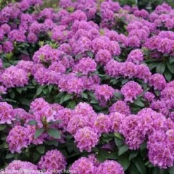 DANDY MAN® PURPLE RHODODENDRON -Plant Urea Sales DETA3 3447