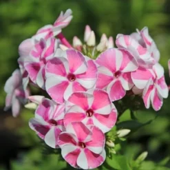BAMBINI™ CANDY CRUSH GARDEN PHLOX -Plant Urea Sales DETA3 3589