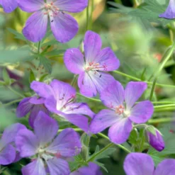 JOHNSON'S BLUE GERANIUM -Plant Urea Sales DETA3 3593